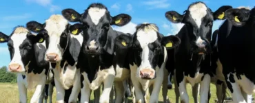 Vacas leiteiras