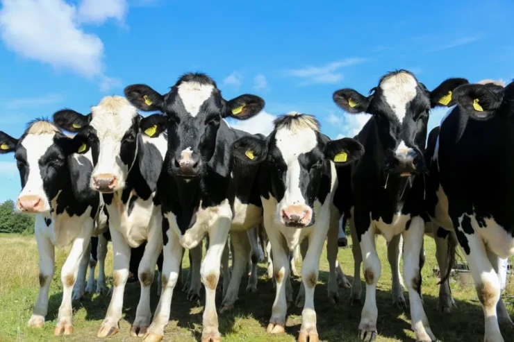 Vacas leiteiras
