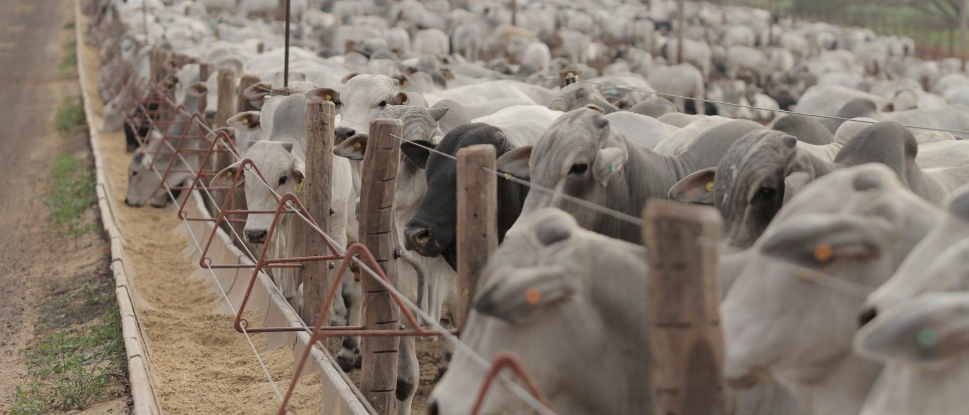 Pneumonia em bovinos confinados: veja os principais pontos sobre a doença