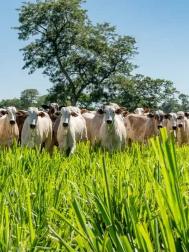 A importância da adubação de pastagens para uma pecuária sustentável