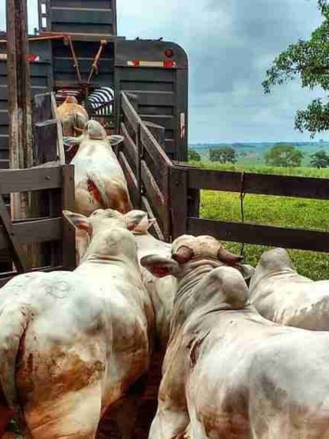 Principais cuidados no transporte de gado