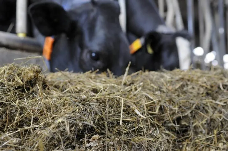 Vacas em sistema de confinamento evidenciando sua dieta.