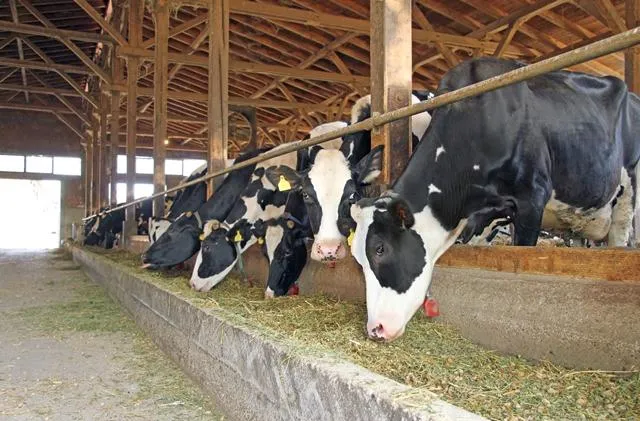 Vacas em sistema de confinamento se alimentando no cocho.