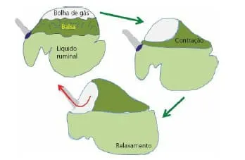 Reflexo de eructação dos bovinos.