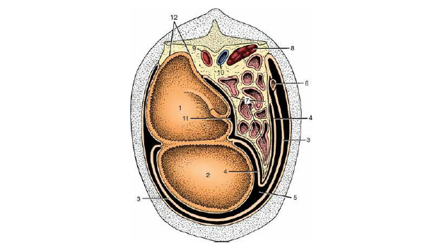 Secção transversal esquemática da cavidade abdominal para mostrar a disposição do omento maior