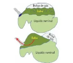 Reflexo de regurgitação no rúmen