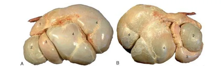 Estômago do bovino