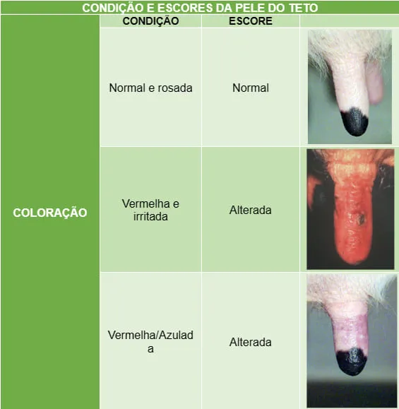 Condição e escores da coloração da pele do teto da vaca