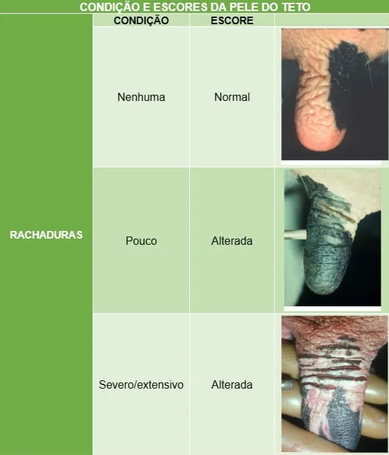 Condição e escores de rachaduras da pele do teto da vaca