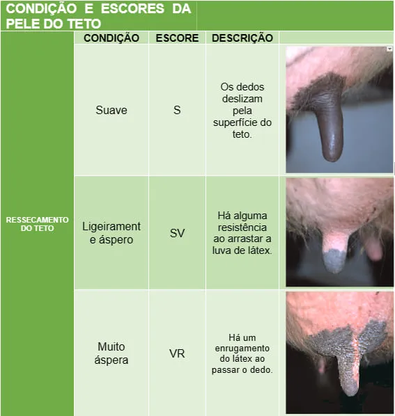 Condição e escores do ressecamento da pele do teto da vaca