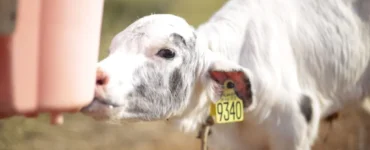 Bezerra leiteira recebendo dieta