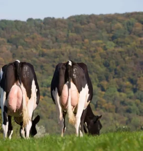 Vacas leiteiras em uma pastagem