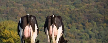 Vacas leiteiras em uma pastagem