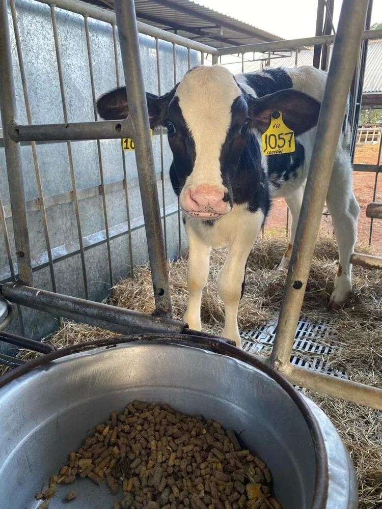 Bezerra leiteira recebendo dieta sólida