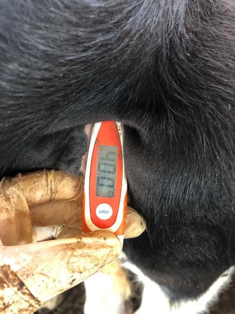 Aferição de temperatura retal da bezerra