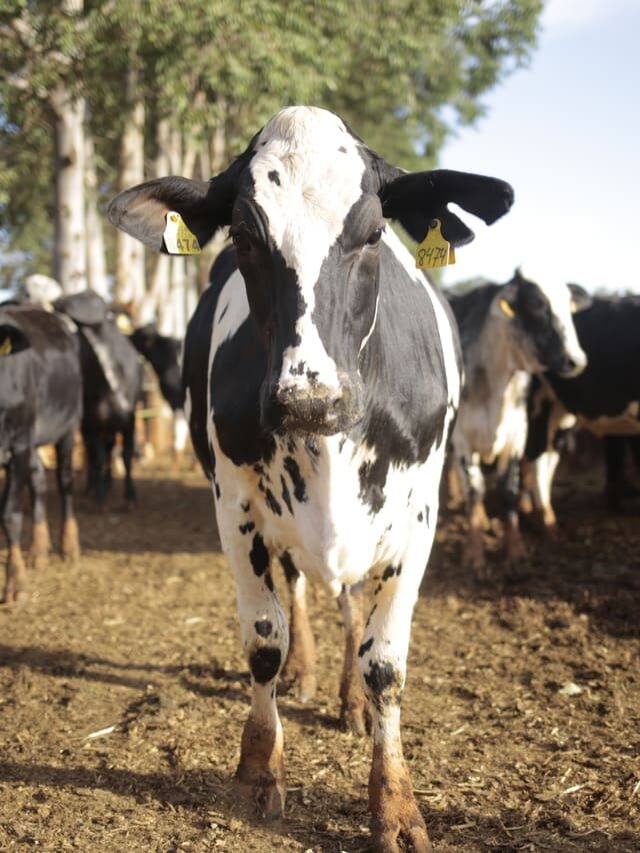 Gangrena gasosa em bovinos: entenda essa perigosa doença