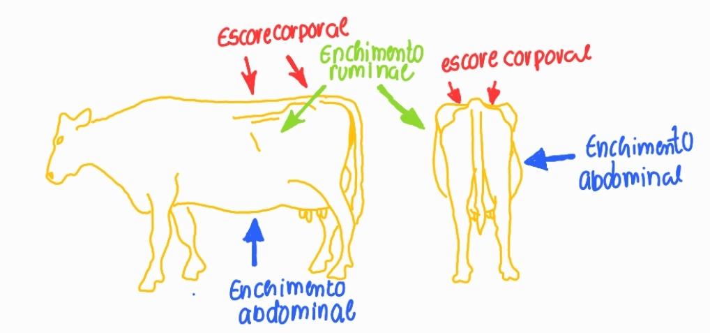 Esquema demonstrando pontos de avaliação do escore de condição corporal, enchimento ruminal e enchimento abdominal nos animais.