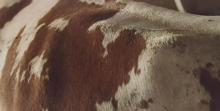 Vaca com escore quatro de enchimento ruminal