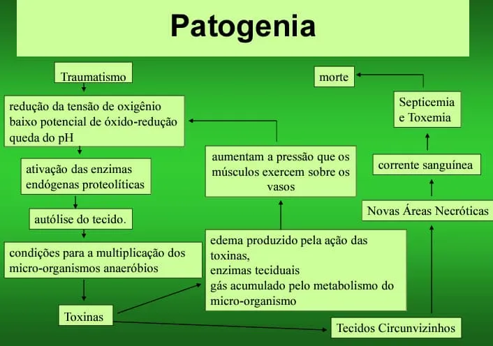 Esquema demonstrando a patogenia da doença Gangrena gasosa em bovinos.