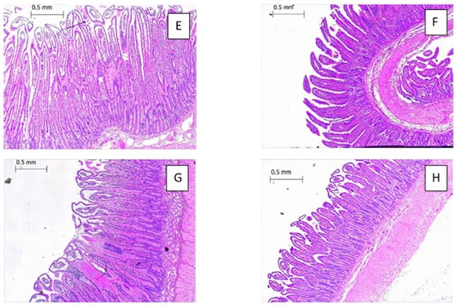 Micrografias ópticas de secções intestinais de bezerros neonatos coradas com hematoxilina e eosina