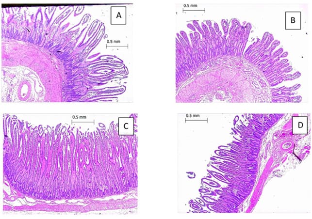 Micrografias ópticas de secções intestinais de bezerros neonatos coradas com hematoxilina e eosina