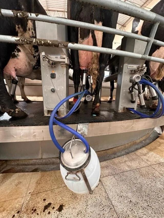 Retirada do leite de transição de vacas do lote pós-parto