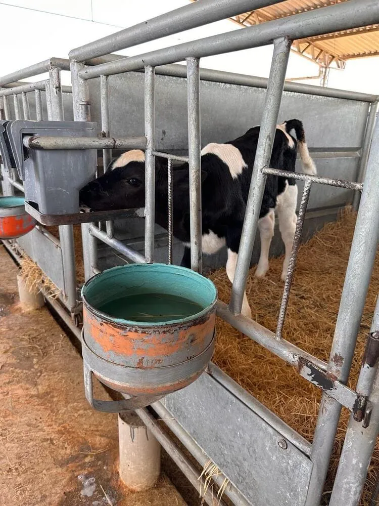 Bezerra recebendo leite de transição