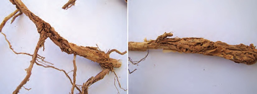Rachaduras e descascamento em raízes de café provocados por nematoides