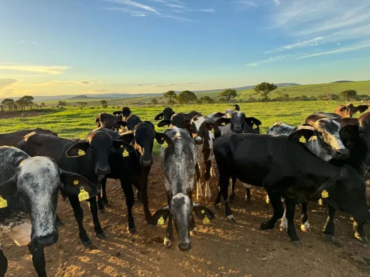 Bovinos leiteiros em uma pastagem