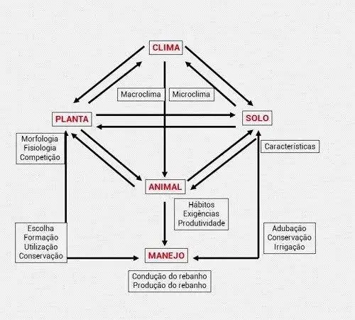 Ilustração com o esquema da interação solo-planta-animal com interferência de clima e manejo