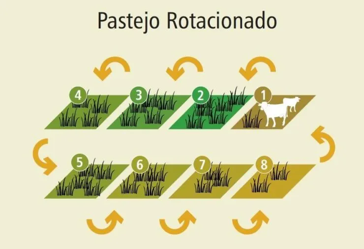 Ilustração com a ordem de rotação dos piquetes no pastejo rotacionado