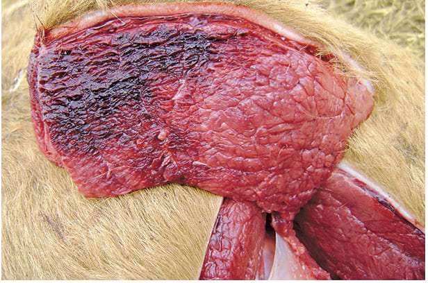 Tecido muscular de um animal mostrando áreas de tecido necrótico.