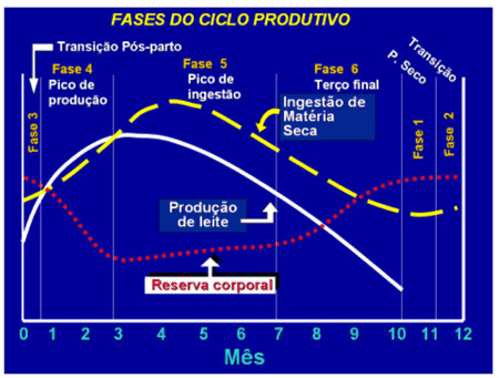 Fases do ciclo produtivo da vaca no período de transição