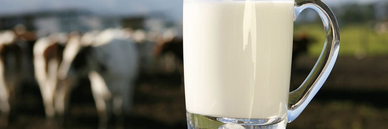 Caneca de leite com vacas leiteiras ao fundo