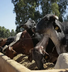Vacas leiteiras se alimentando em um cocho