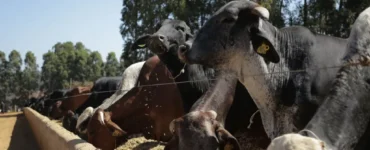 Vacas leiteiras se alimentando em um cocho
