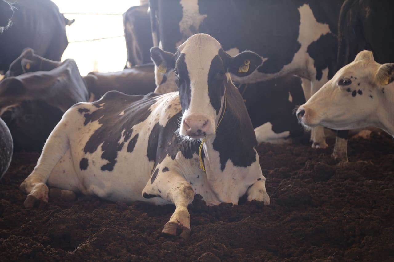 Gastroenterites verminóticas: quais os impactos dessas verminoses nos bovinos leiteiros?