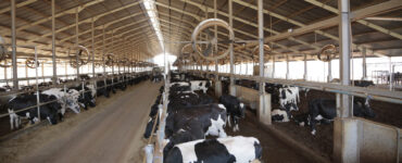 Vacas leiteiras em um espaço da fazenda