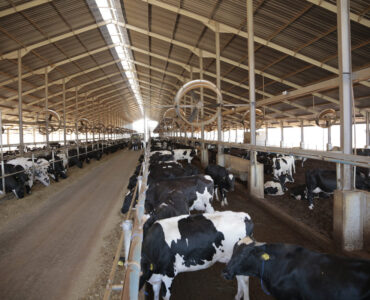 Vacas leiteiras em um espaço da fazenda