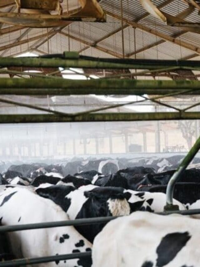 Estresse térmico em vacas secas: entenda seus impactos