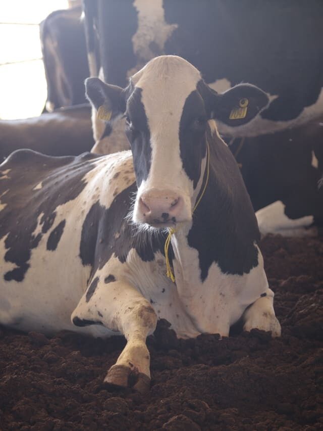 Gastroenterites verminóticas no gado leiteiro: quais os impactos?