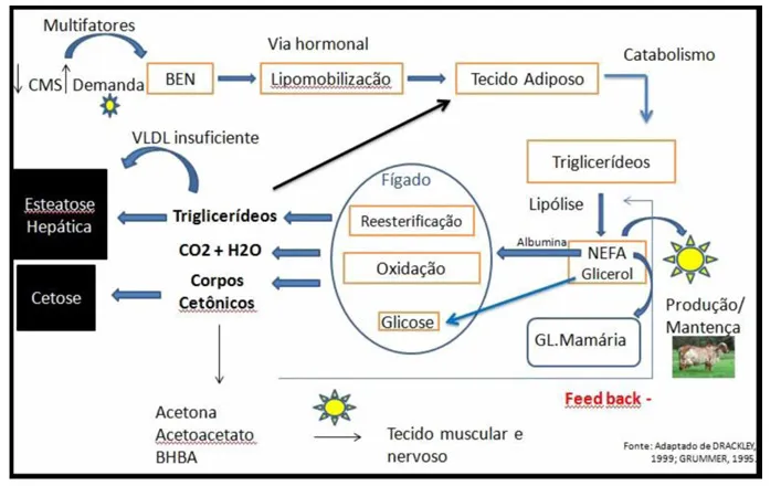 Representação esquemática do uso do tecido adiposo como fonte de energia extra
