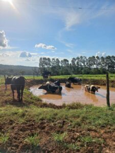 Vacas em poça de água para amenizar o calor