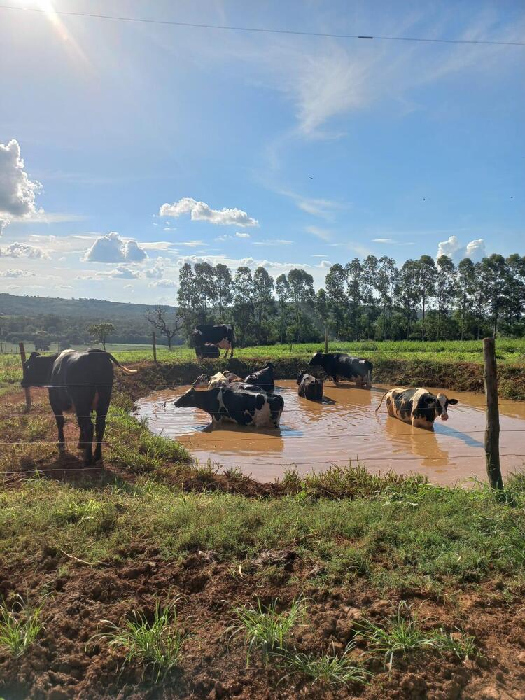 Vacas em poça de água para amenizar o calor