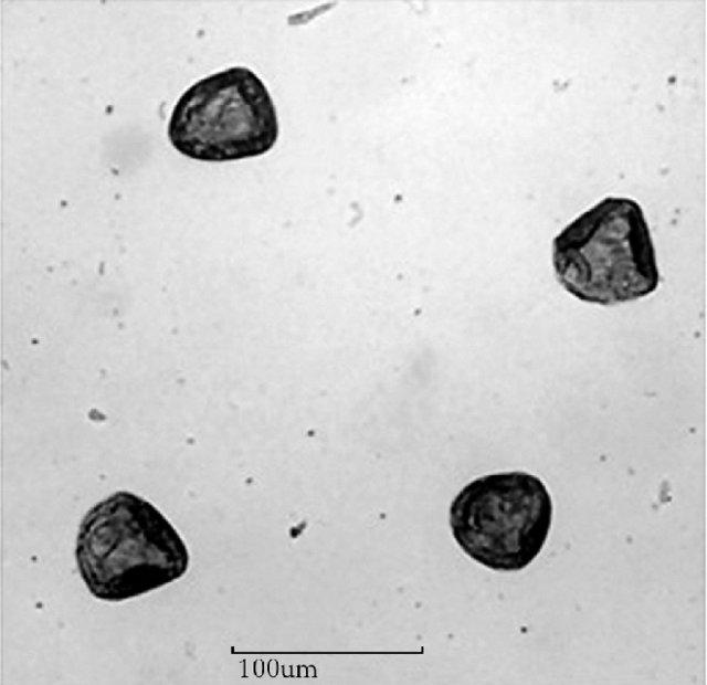 Imagem microscópica de ovos de Moniezia spp.