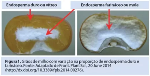 Grãos de milho com variação na proporção de endosperma duro e farináceo
