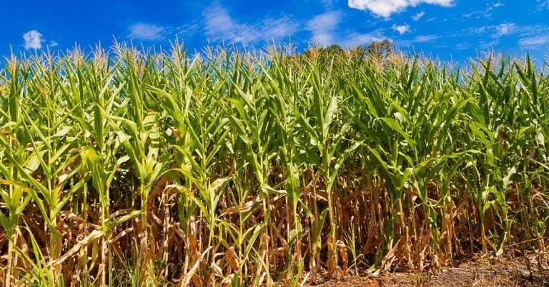 Planta de milho secando de baixo para cima, evidenciando a falta de armazenamento no colmo e disponibilidade de nutrientes no solo