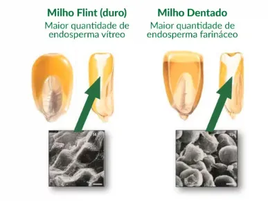 Diferença do milho duro e dentado