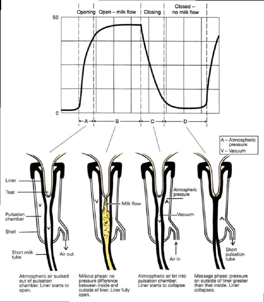 Ilustração do ciclo da pulsação de uma teteira