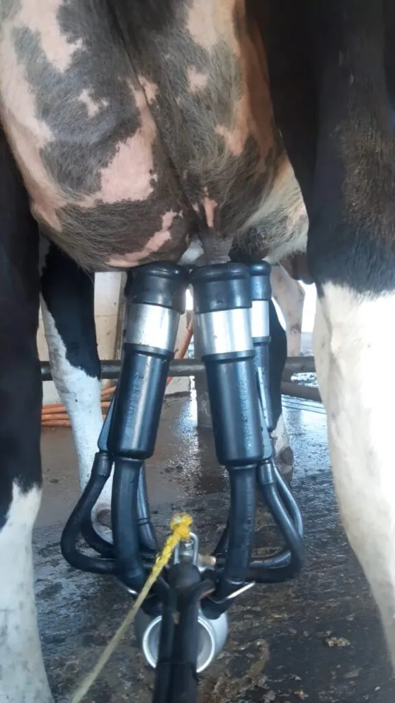 Vaca com teteiras